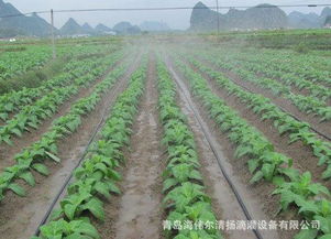 滴灌带图片,滴灌带高清图片 海伟尔清扬微滴灌节水设备有限责任公司,