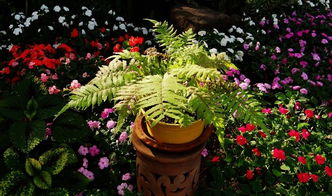 清迈园艺博览园 看图说话