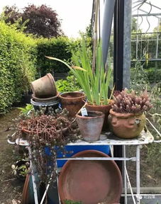 比利时的私人花园 探寻园艺带来的生活乐趣