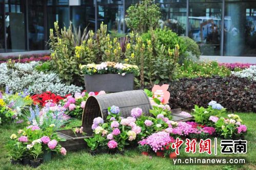 第六届嵩明花博会开幕 展示品种达历届之最