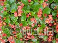 【四季秋海棠盆栽、自产自销、观赏植物】绿化苗木,价格,厂家,供应商,花木,龙海市东泗兴辉园艺场 - 产品库