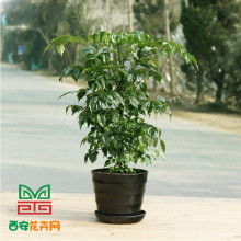 西安緑嘉园艺工程有限责任公司 供应产品