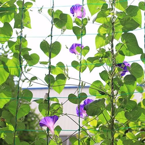 葡萄爬藤网蔷薇铁线莲丝瓜黄瓜百香果爬藤架网子园艺用品工厂直销