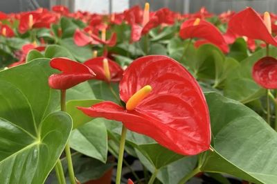 丁兰这家数字农业工厂获省级认定!