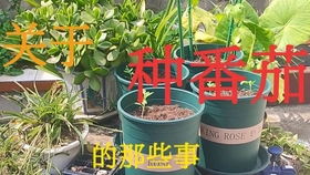 阳台务农初体验 450元预算下的园艺农资采购指南