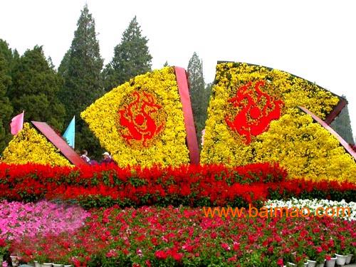 秀新花卉园艺 专业菊花造型供应商与价格解析