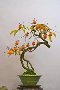 美好园艺新产品发布 来新天地拍照打卡，领精美园艺礼品