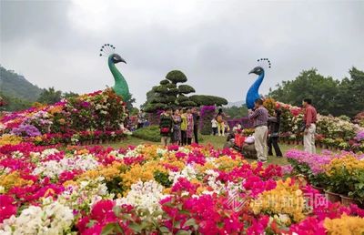 不可思议！两只巨型孔雀惊艳亮相漳州花博会，竟是园艺杰作