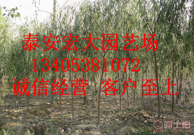 泰安开发区宏大园艺场 专业提供优质行道树竹柳树苗，助力湿地绿化