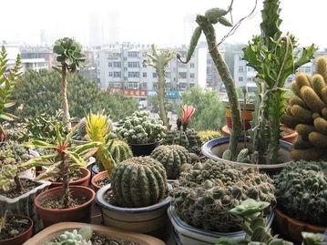 家庭园艺 两集体照多浆植物养护指南