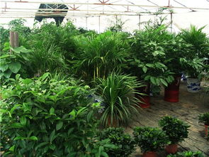 南县兴盛花卉园艺 打造绿色生活新体验