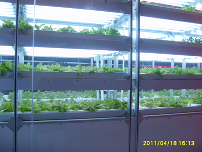 京鹏植物工厂绽放西安世园会引领绿色生活新时代