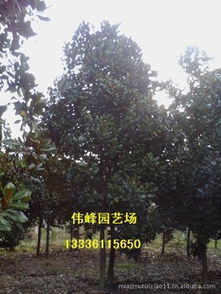 优质广玉兰特惠直供，杭州伟峰园艺场邀您共赏园林之美