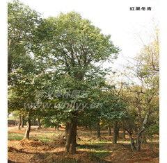 红果冬青 冬日里的一抹亮色——武汉绿林园艺工程有限责任公司的园艺艺术