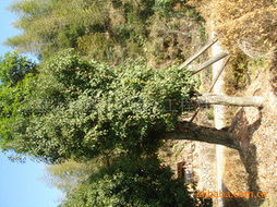 龙泉市龙强园艺绿化工程 精选其他绿化苗木产品概览