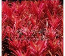 绿意指尖，园艺产品库 打造您的专属植物乐园