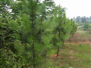 专业供应质优价美黑松，尽在农苗网泰安宏泰园艺场